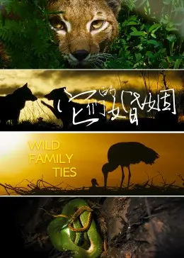 青春的激情与婚姻的考验：《它们的婚姻》如何激发内心的成长动力